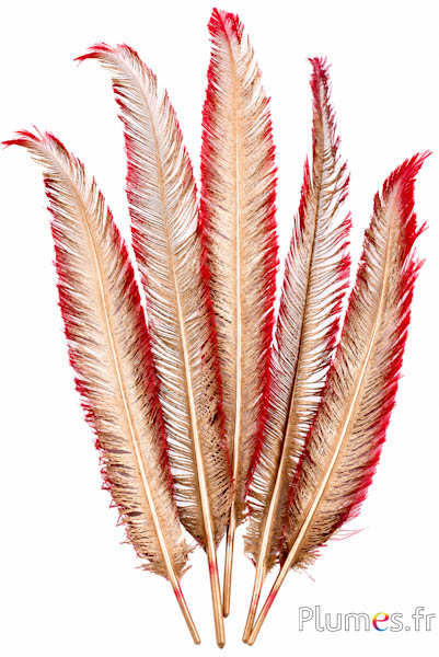 Struisvogel - Metallic Edge - 27-33 cm - rood-goud